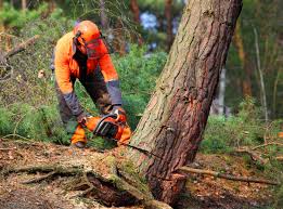 How Our Tree Care Process Works  in  Glasgow, MO