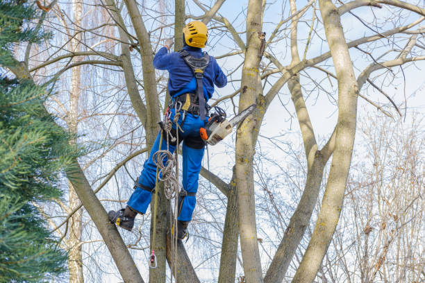 Best Commercial Tree Services  in Glasgow, MO